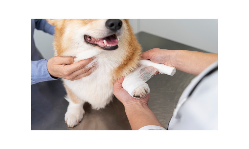 Suplementos nutricionales condroprotectores para nuestras mascotas